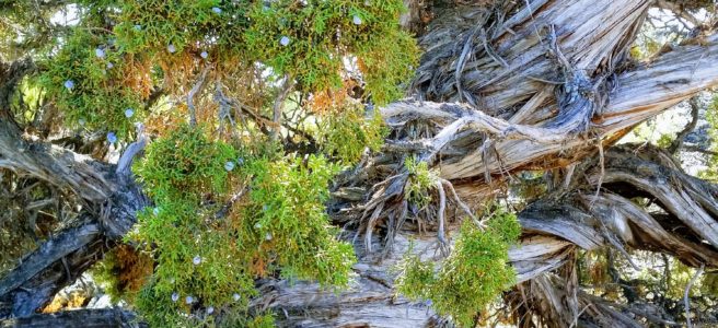 Photo of a twisted tree trunk