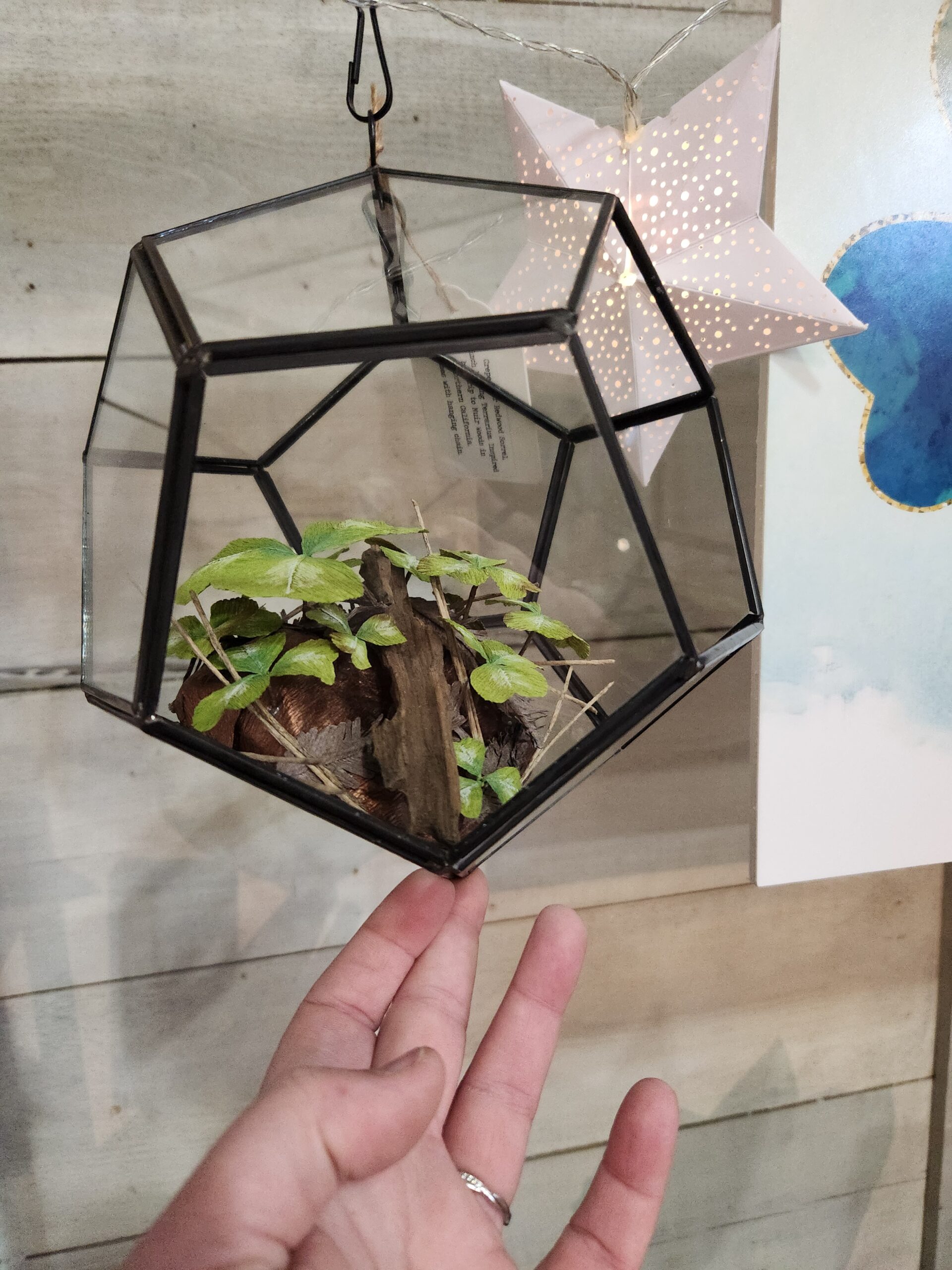 Redwood Sorrel 8-inch Hanging Terrarium