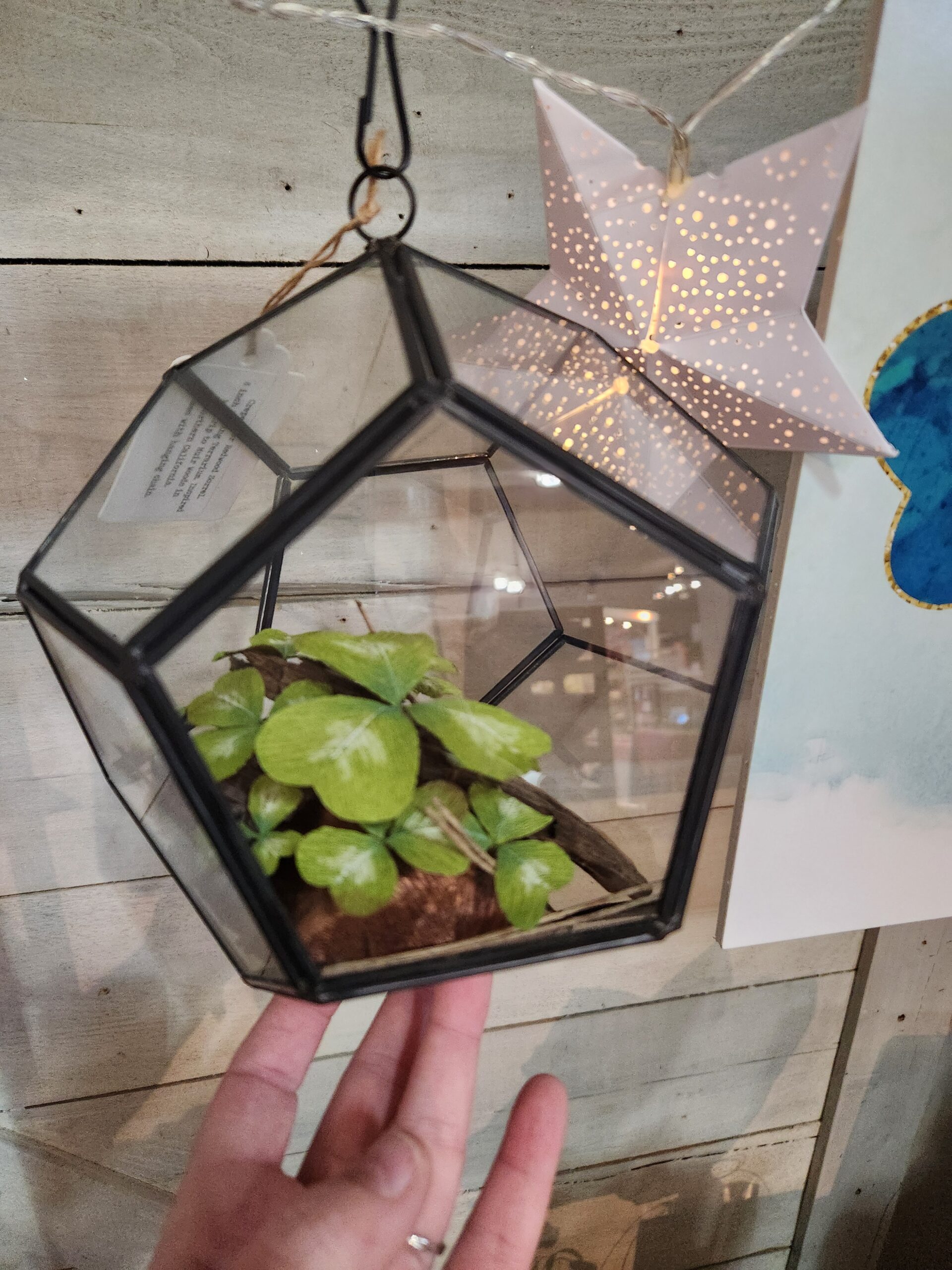 Redwood Sorrel 8-inch Hanging Terrarium