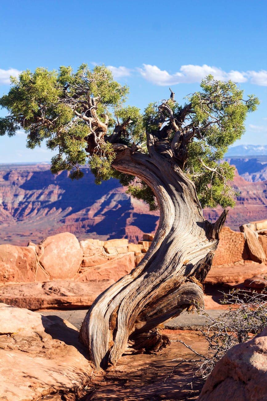 green leafed tree