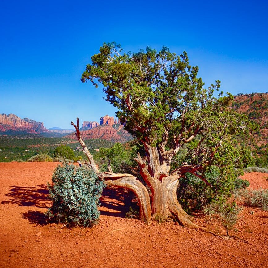 green tree near mountain