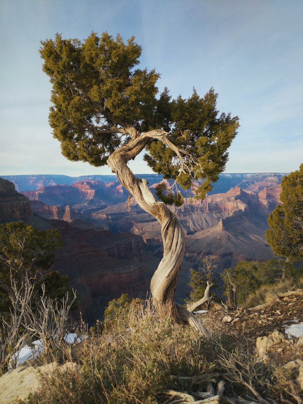 a juniper tree at the grand canyon